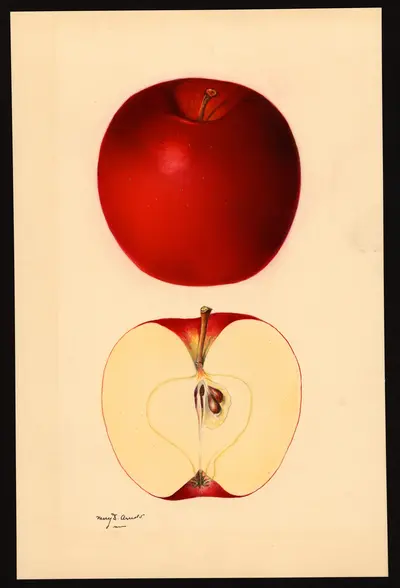 USDA watercolor illustration of Rome Beauty