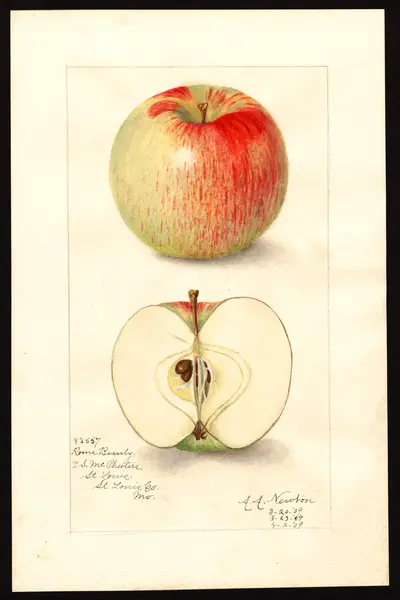 USDA watercolor illustration of Rome Beauty