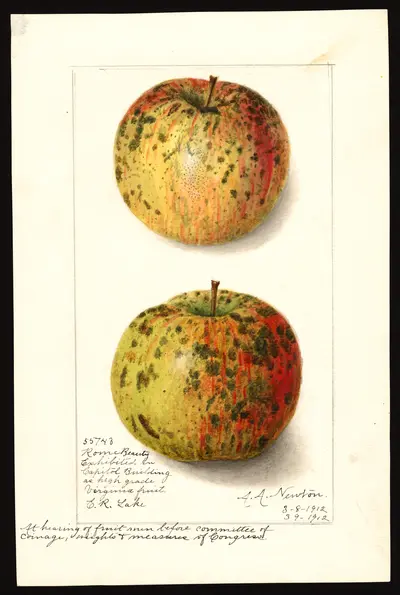 USDA watercolor illustration of Rome Beauty