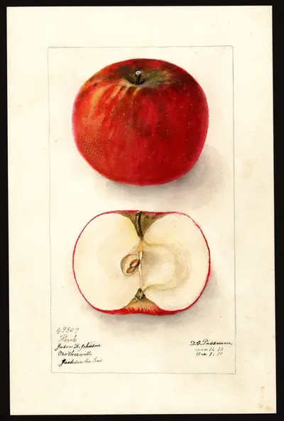 USDA watercolor illustration of Ronk