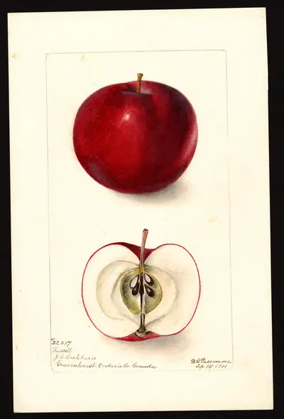 Watercolor of Russell