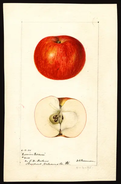 Watercolor of Russian Baldwin