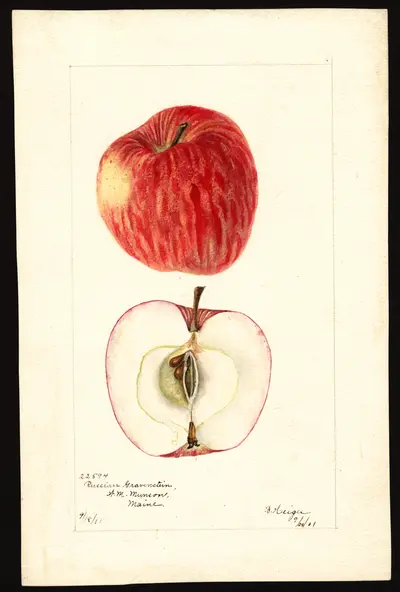 Watercolor of Russian Gravenstein
