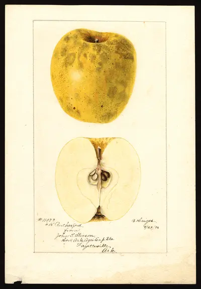 Watercolor of Rutherford