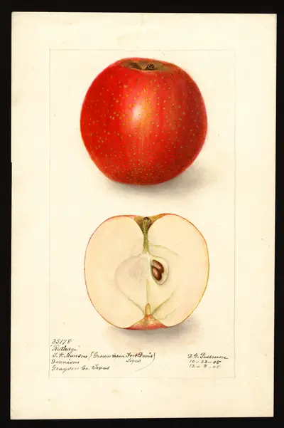 Watercolor of Rutledge