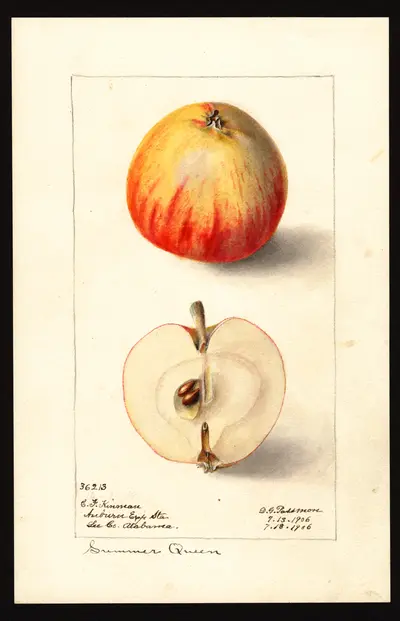 USDA watercolor illustration of Summer Queen