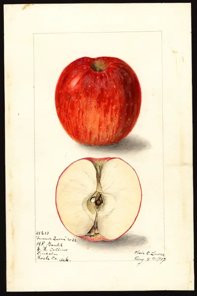USDA watercolor illustration of Summer Queen