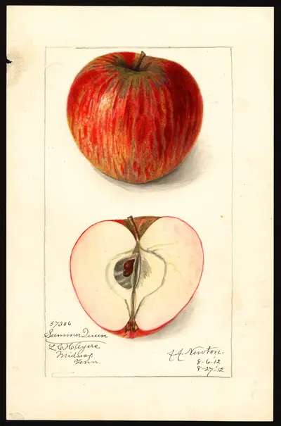 USDA watercolor illustration of Summer Queen