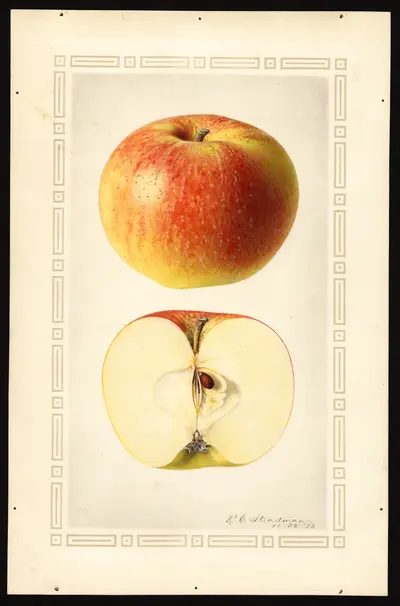 Watercolor of Summer Rambo