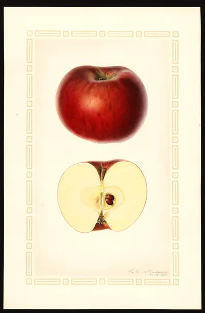 USDA watercolor illustration of Scott's Winter