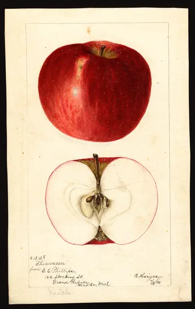 USDA watercolor illustration of Shiawassee