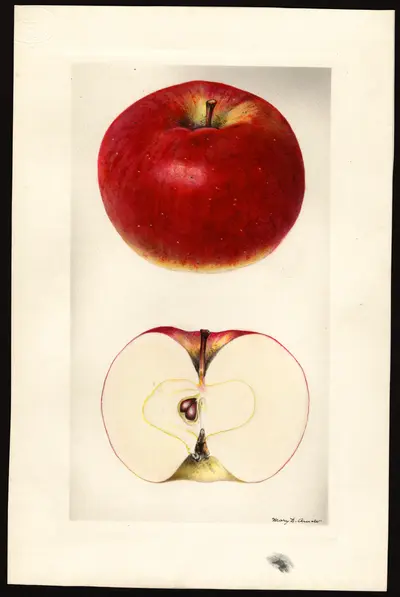 USDA watercolor illustration of Shiawassee