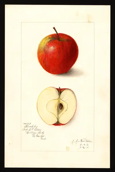 USDA watercolor illustration of Shockley