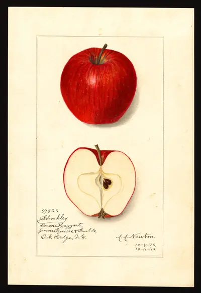USDA watercolor illustration of Shockley