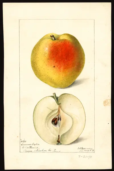 USDA watercolor illustration of Summer Extra