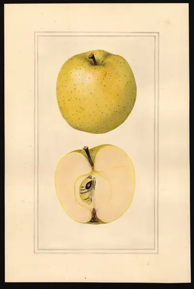 USDA watercolor illustration of Summer Extra