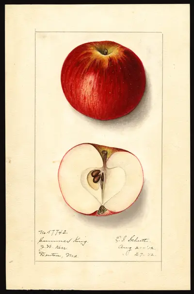 USDA watercolor illustration of Summer King