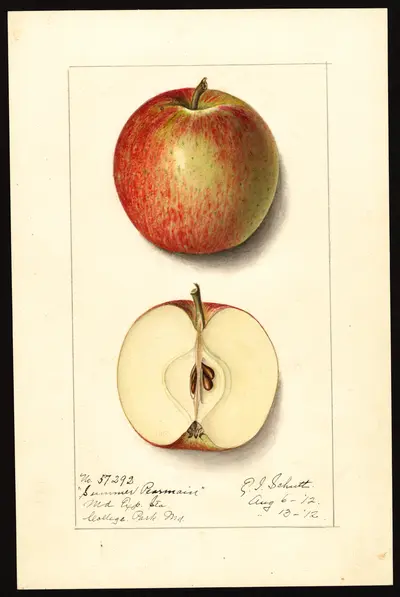 USDA watercolor illustration of Autumn Pearmain