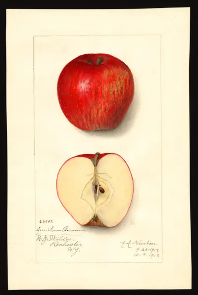 Watercolor of American Summer Pearmain