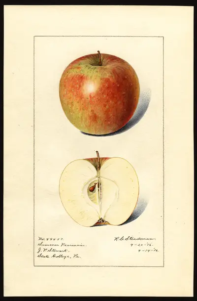 USDA watercolor illustration of Autumn Pearmain