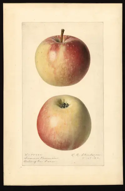 USDA watercolor illustration of Autumn Pearmain