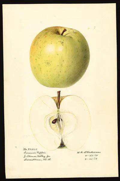 USDA watercolor illustration of Summer Pippin