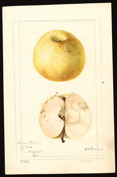 USDA watercolor illustration of Summer Pippin