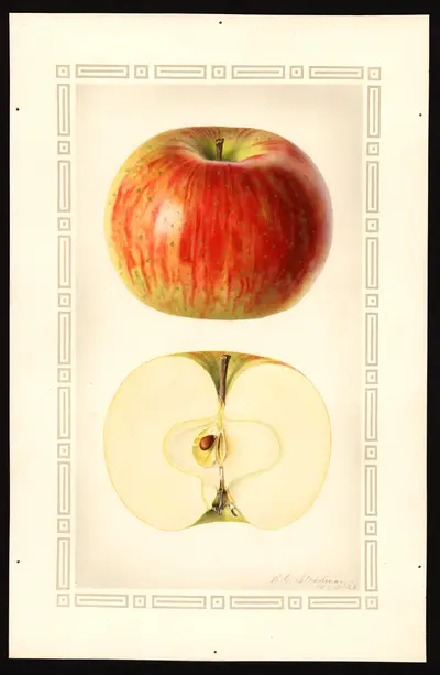 USDA watercolor illustration of Summer Rambo