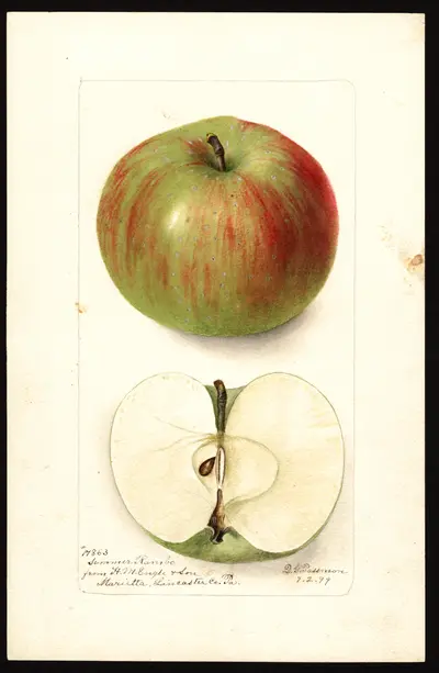 USDA watercolor illustration of Summer Rambo