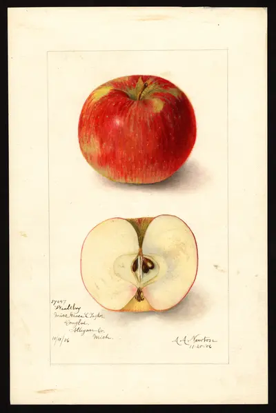 USDA watercolor illustration of Wealthy