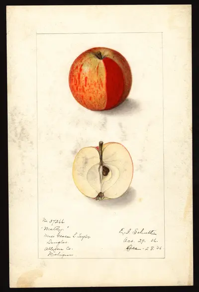 USDA watercolor illustration of Wealthy