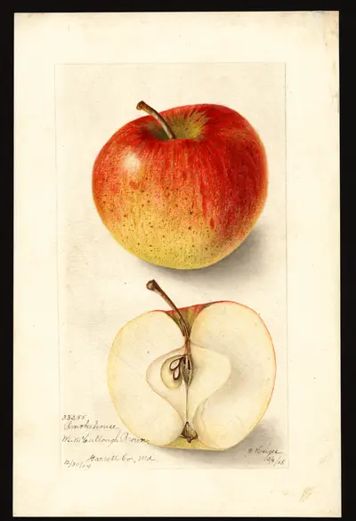 USDA watercolor illustration of Smokehouse