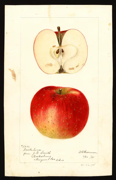 USDA watercolor illustration of Smokehouse