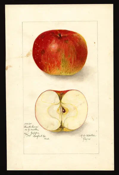 USDA watercolor illustration of Smokehouse