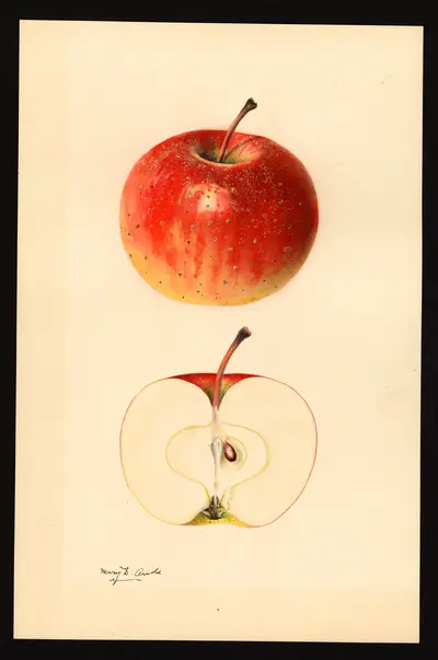 USDA watercolor illustration of Smokehouse