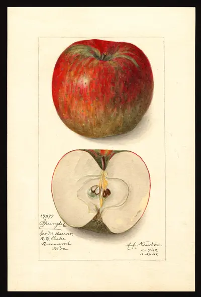 Watercolor of Springdale