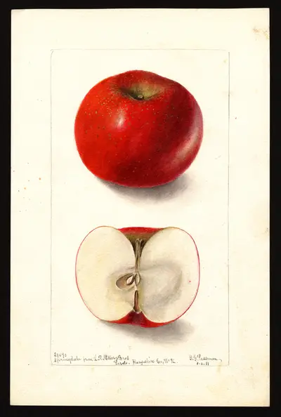 USDA watercolor illustration of Springdale