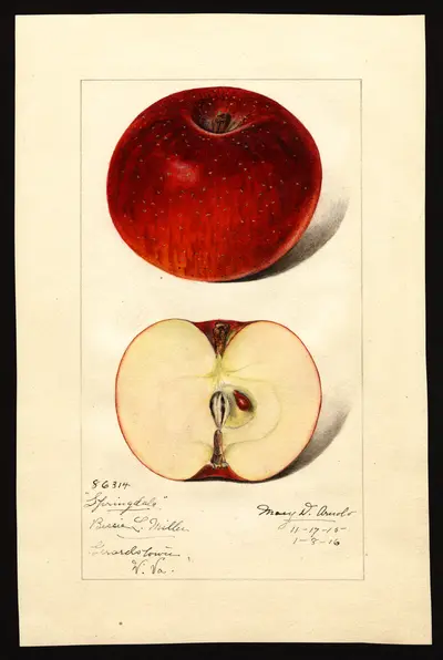 USDA watercolor illustration of Springdale