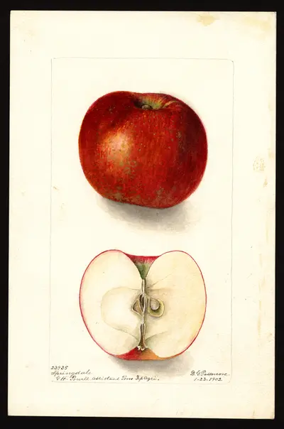 USDA watercolor illustration of Springdale