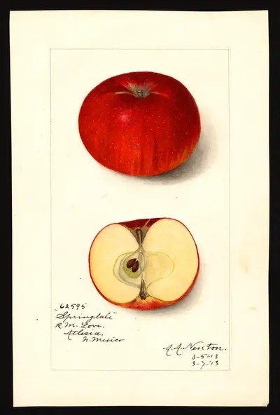 USDA watercolor illustration of Springdale
