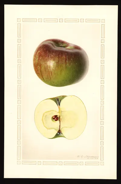USDA watercolor illustration of Springdale