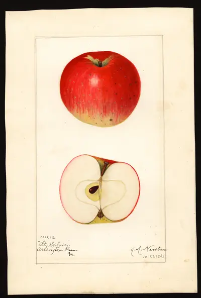 USDA watercolor illustration of St. Hilaire