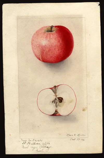 USDA watercolor illustration of St. Hilaire