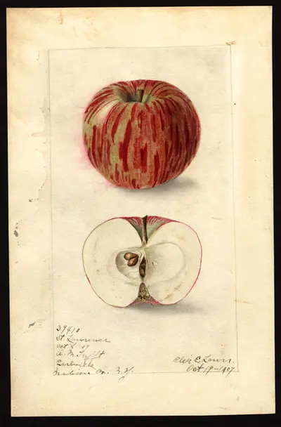 USDA watercolor illustration of St. Lawrence