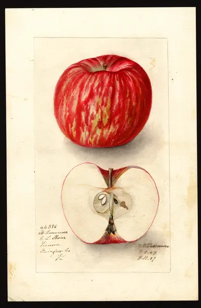 USDA watercolor illustration of St. Lawrence