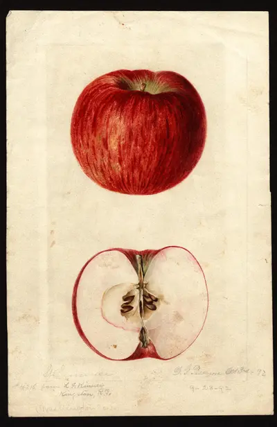 USDA watercolor illustration of St. Lawrence