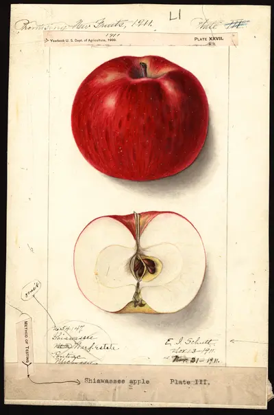 USDA watercolor illustration of Shiawassee