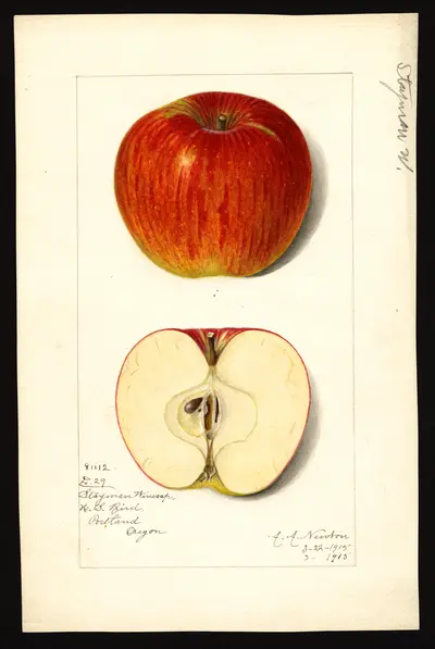 USDA watercolor illustration of Stayman Winesap