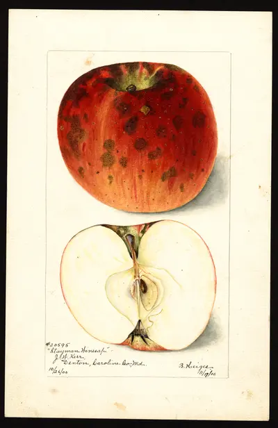 USDA watercolor illustration of Stayman Winesap