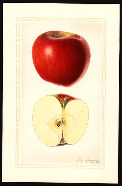 USDA watercolor illustration of Stayman Winesap